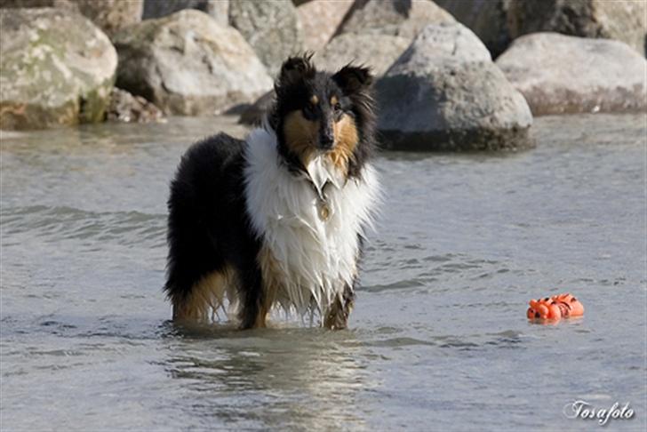 Collie langhåret Andrea billede 10