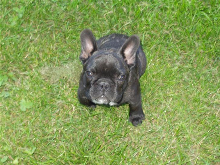 Fransk bulldog Samson billede 14