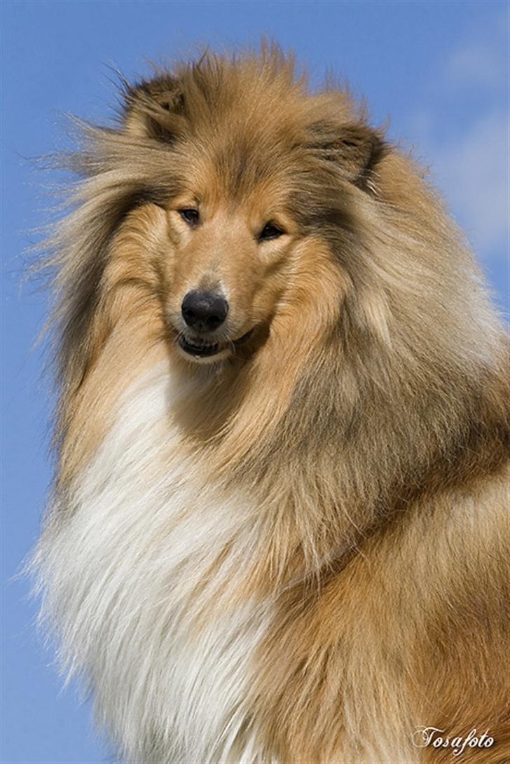 Collie langhåret Gimli billede 11