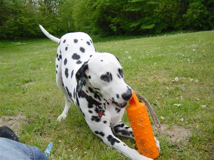 Dalmatiner mille - her er mit ynglings legetøj billede 8