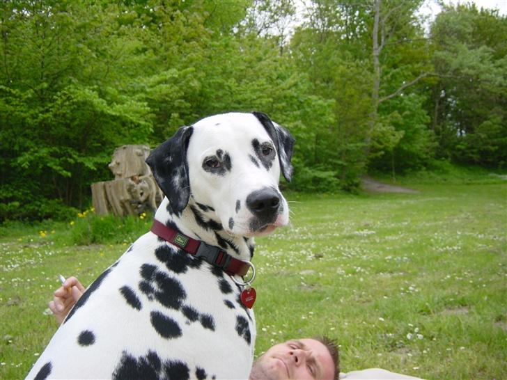 Dalmatiner mille billede 9