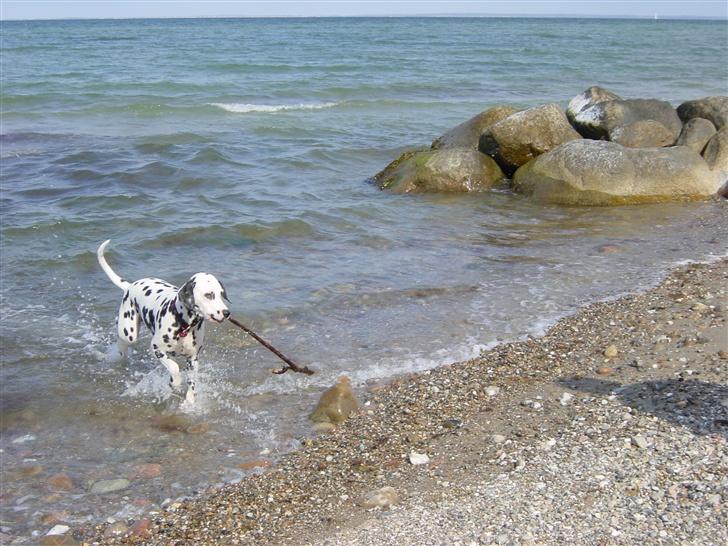 Dalmatiner mille billede 10