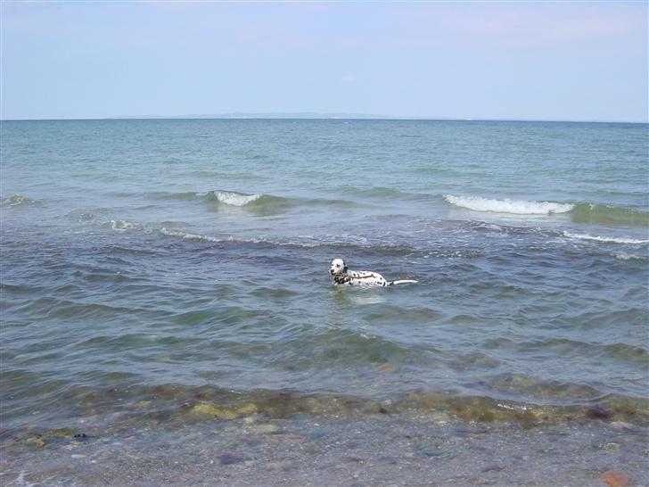 Dalmatiner mille billede 11