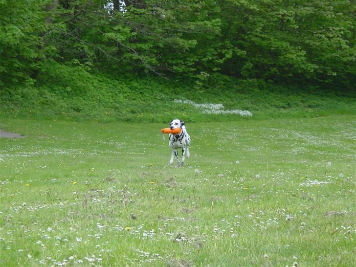 Dalmatiner mille billede 12