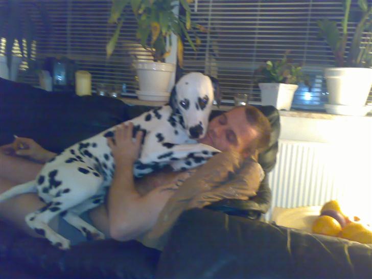 Dalmatiner mille - der er ikke noget bedre end at hygge med far billede 13