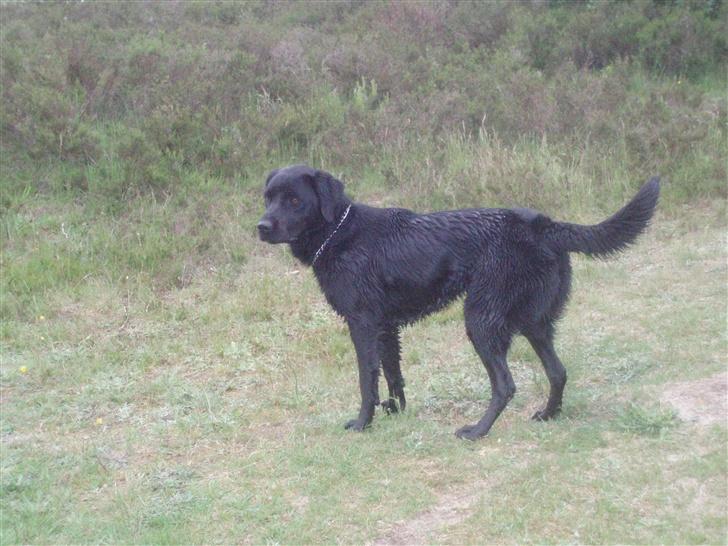 Labrador retriever bella billede 4