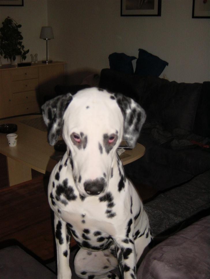 Dalmatiner mille - ihh flere billeder billede 14