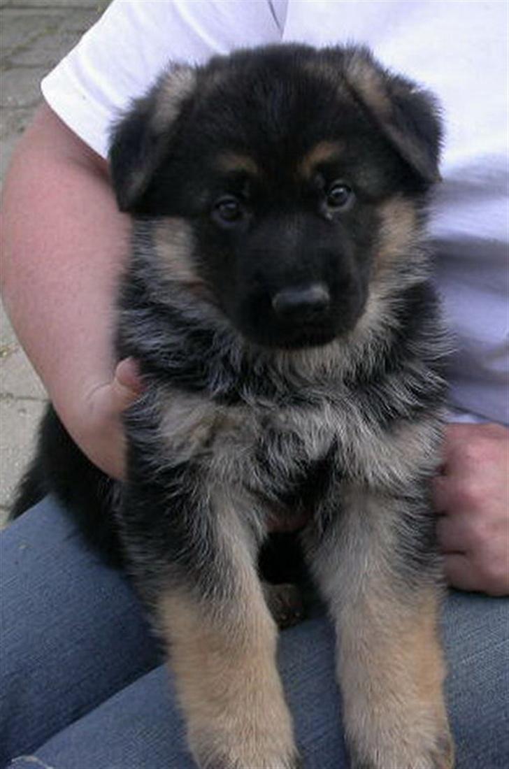 Schæferhund korskildens Jappe - Så har jeg indtaget min kommende plads billede 1