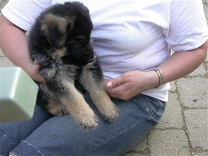 Schæferhund korskildens Jappe - Så kom de igen på besøg :-) billede 2