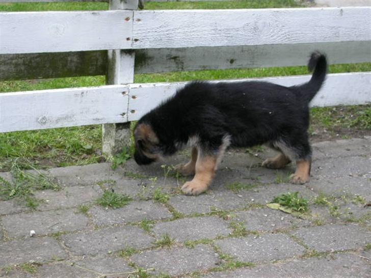 Schæferhund korskildens Jappe billede 3