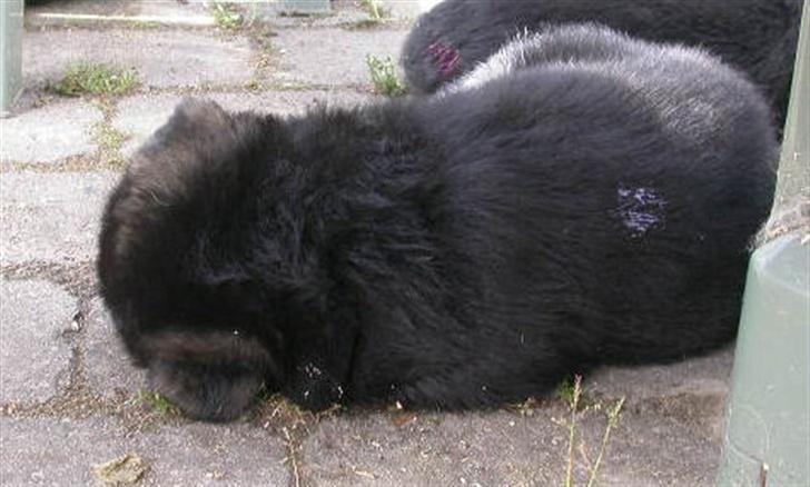 Schæferhund korskildens Jappe billede 4