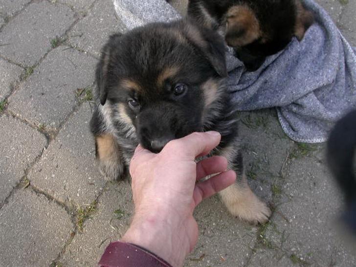 Schæferhund korskildens Jappe - se er jeg ikke bare dejlig billede 5