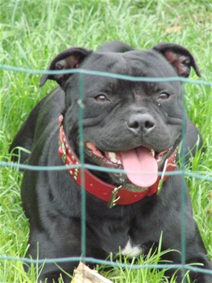 Staffordshire bull terrier nala    billede 10