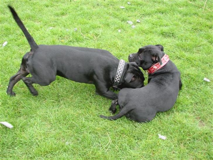 Staffordshire bull terrier nala    billede 11