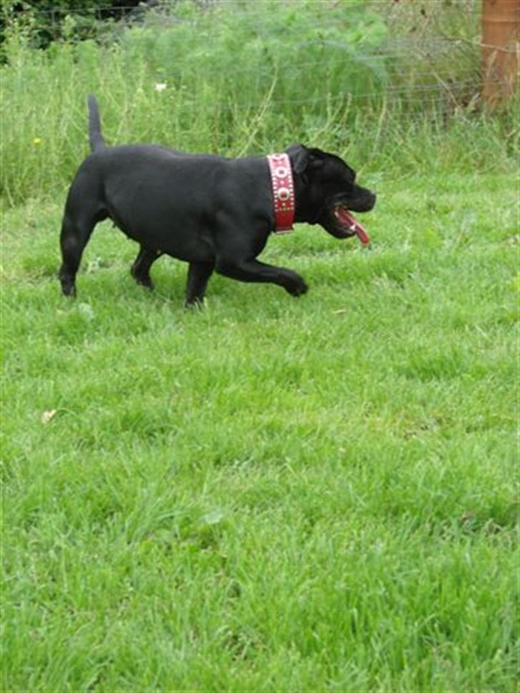 Staffordshire bull terrier nala    billede 12