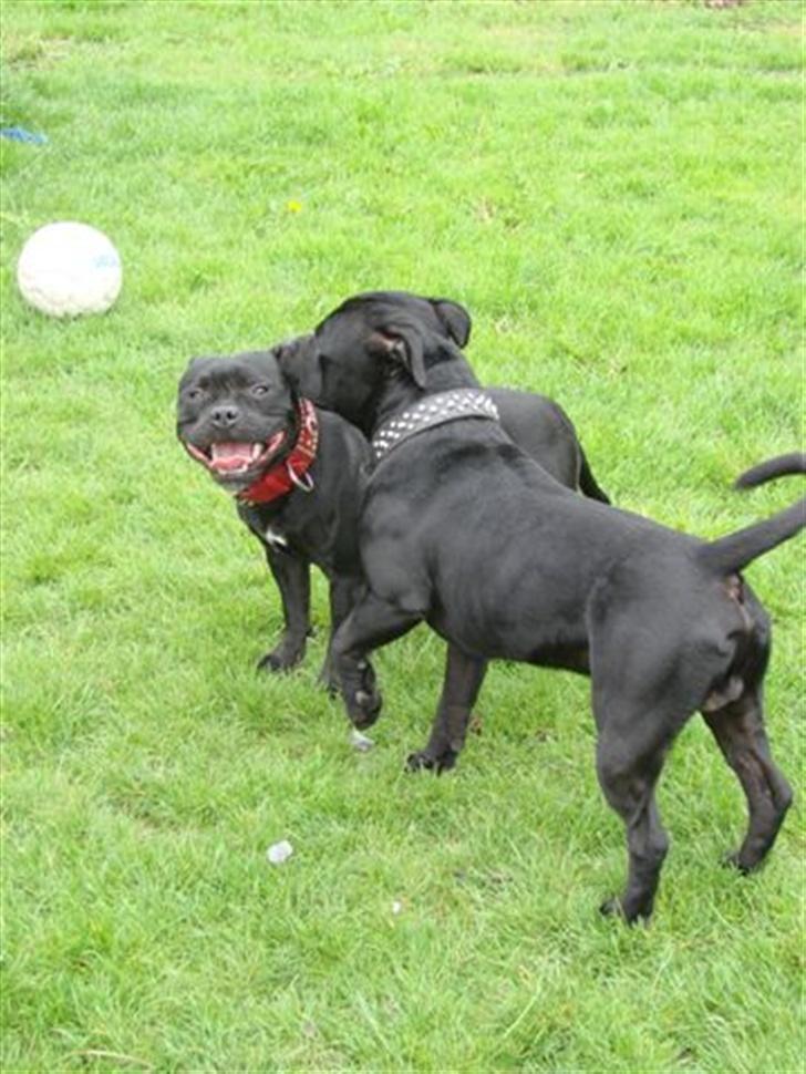 Staffordshire bull terrier nala    billede 13