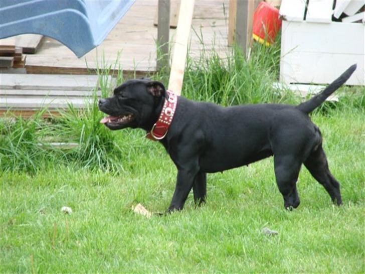 Staffordshire bull terrier nala    billede 14