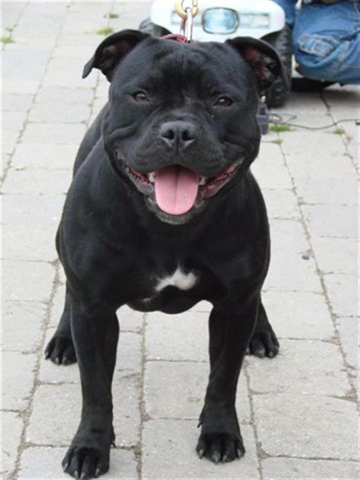 Staffordshire bull terrier nala    billede 15