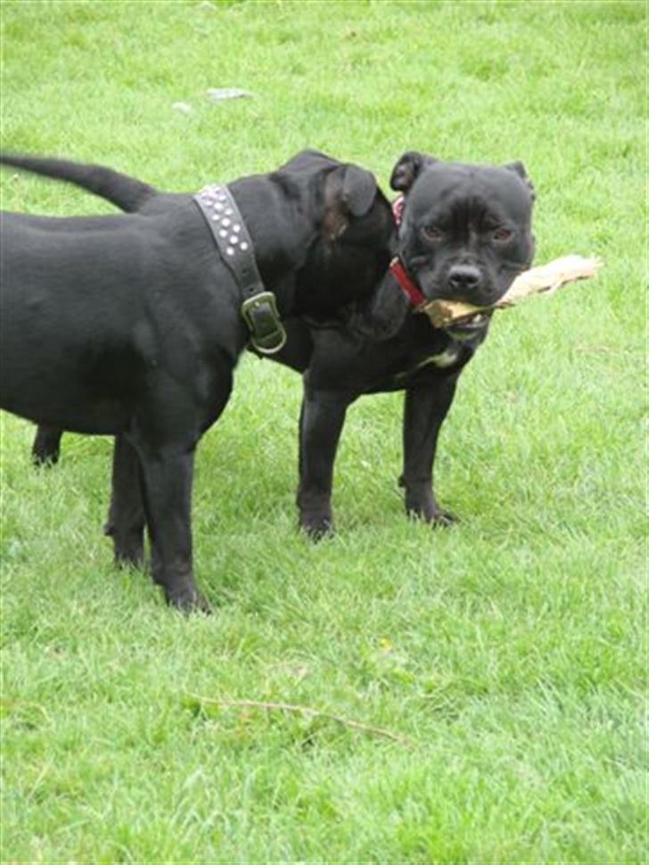 Staffordshire bull terrier nala    billede 16