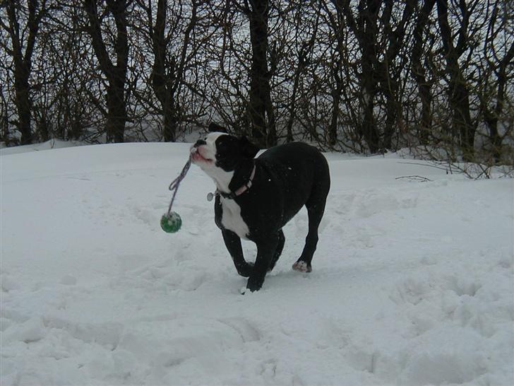 Olde victorian bulldogge Virup's Dixie aka Kiwi billede 5