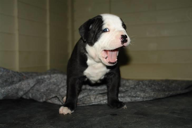 Olde victorian bulldogge Virup's Dixie aka Kiwi - Kiwi 4 uger gl.  billede 6