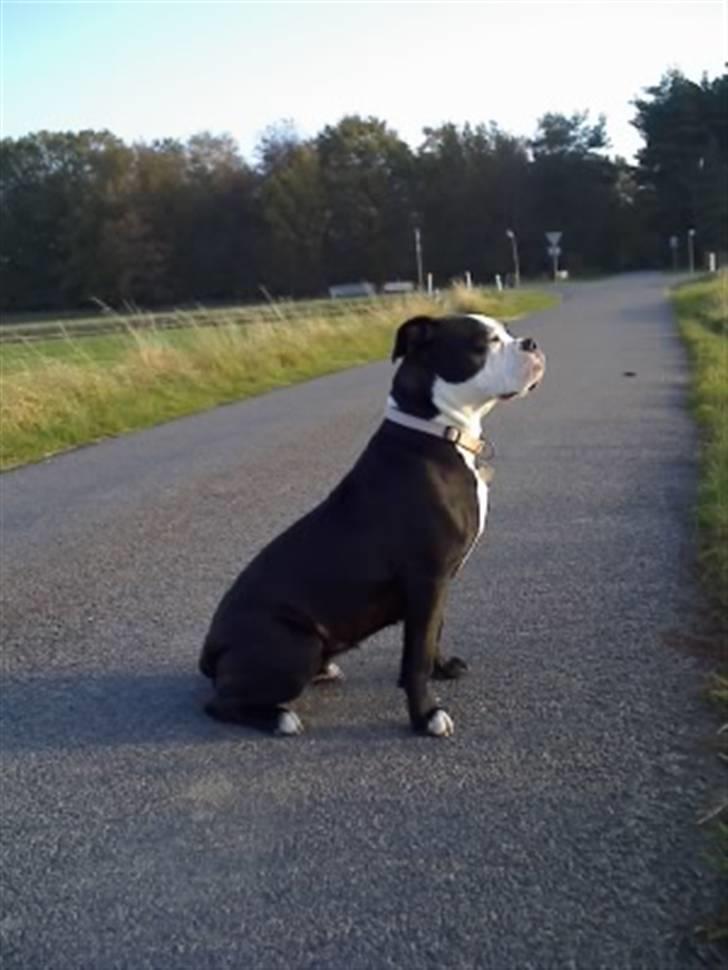 Olde victorian bulldogge Virup's Dixie aka Kiwi - Kiwi 1 år gl. taget den 1. nov. 2007.... billede 7