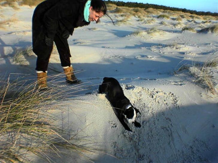 Olde victorian bulldogge Virup's Dixie aka Kiwi billede 8