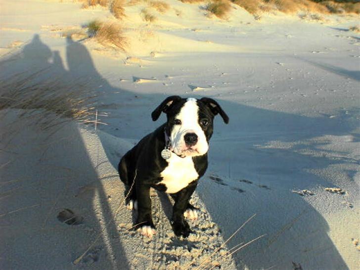 Olde victorian bulldogge Virup's Dixie aka Kiwi billede 9