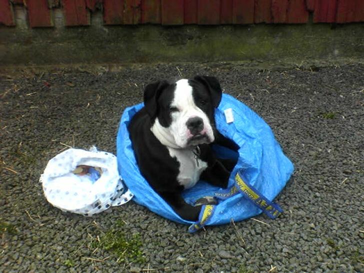 Olde victorian bulldogge Virup's Dixie aka Kiwi billede 10