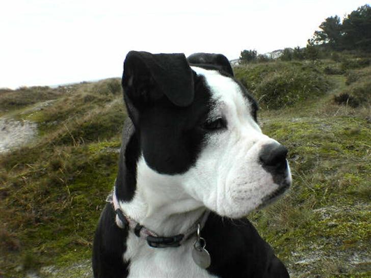 Olde victorian bulldogge Virup's Dixie aka Kiwi billede 11