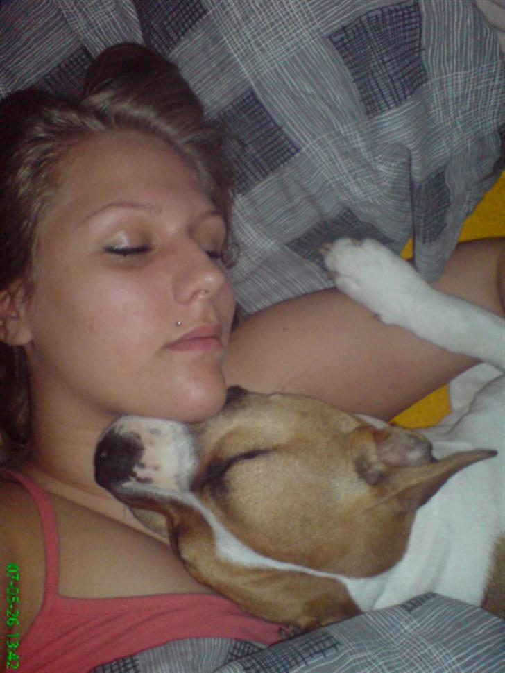 Amerikansk staffordshire terrier Tequila - mmmmmm putte :) billede 14