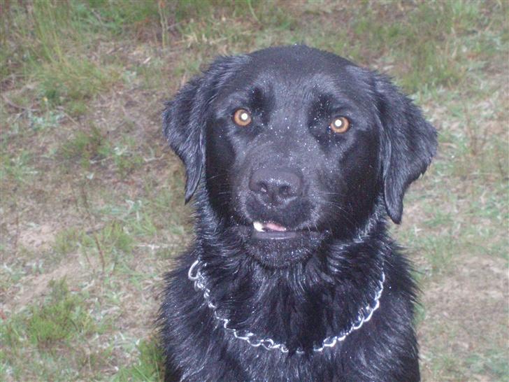 Labrador retriever bella - smil:) billede 5