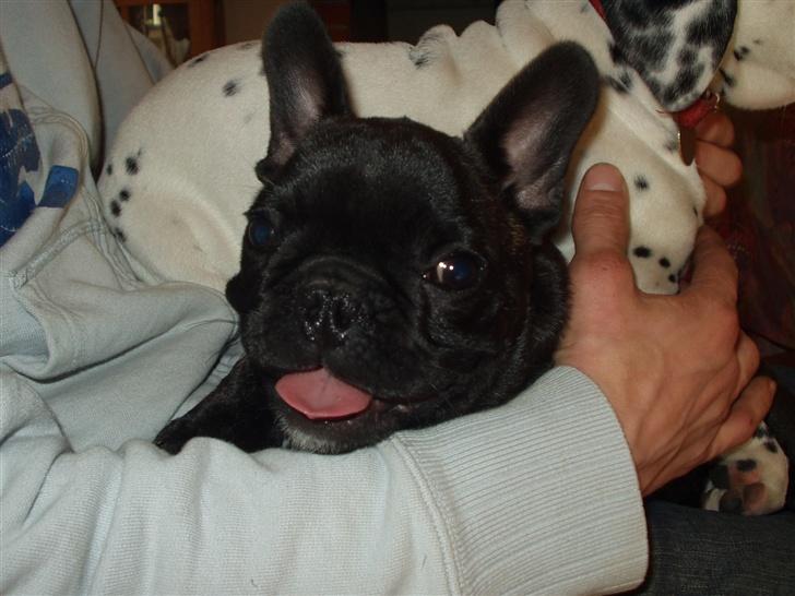 Fransk bulldog Samson billede 15