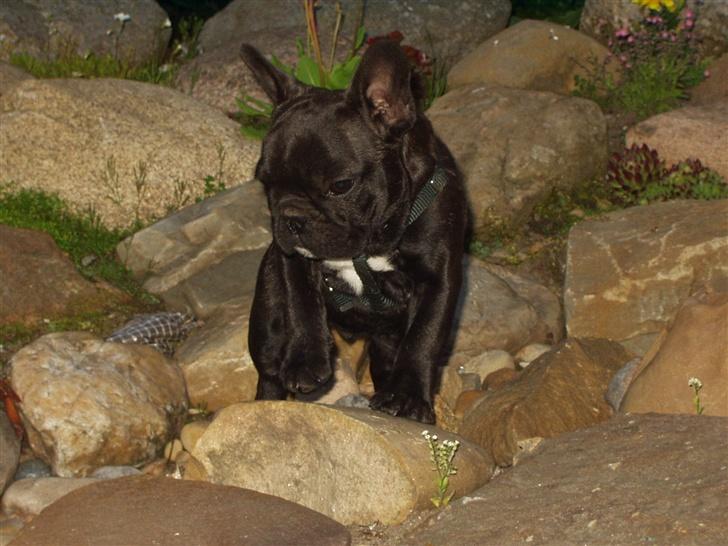 Fransk bulldog Samson billede 16