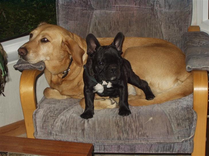 Fransk bulldog Samson billede 17