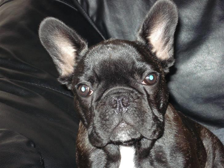 Fransk bulldog Samson billede 18