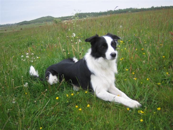 Border collie Chili - her ligger han og ser på nogen der leger ;D billede 1