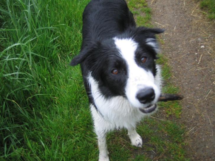 Border collie Chili billede 2