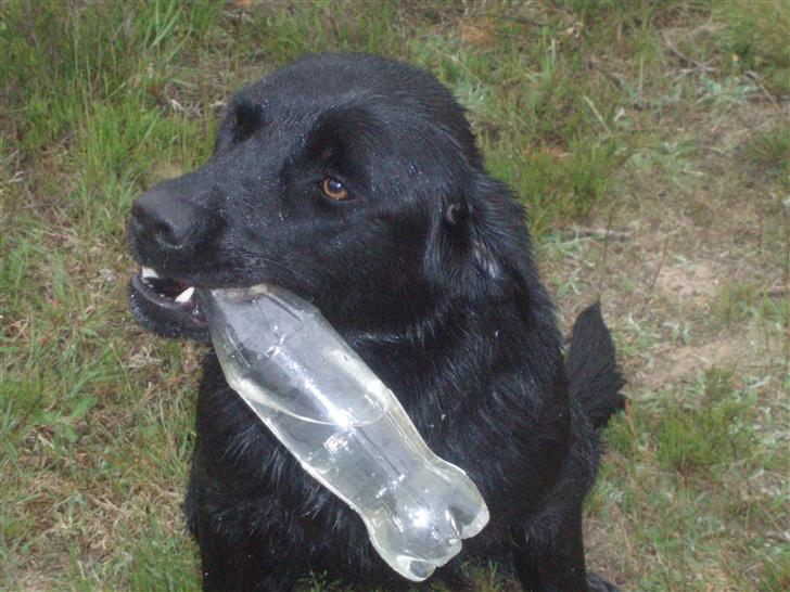 Labrador retriever bella - det er nu rart med en tår vand efter en lang tur  hvis ikke det var for de skrugelåg  billede 6
