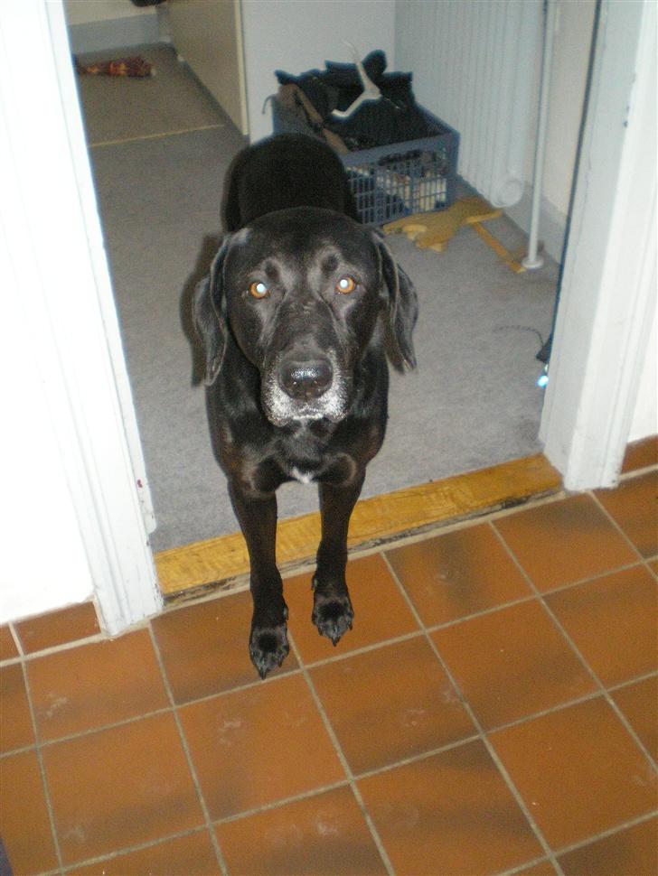 Blanding af racer Ib **R.I.P** - hejsa . jeg er ib <3 billede 1