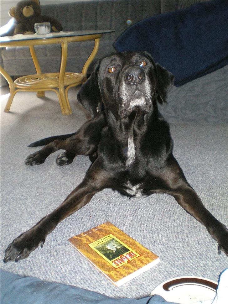 Blanding af racer Ib **R.I.P** - hvordan er det du ligger skat ? billede 2