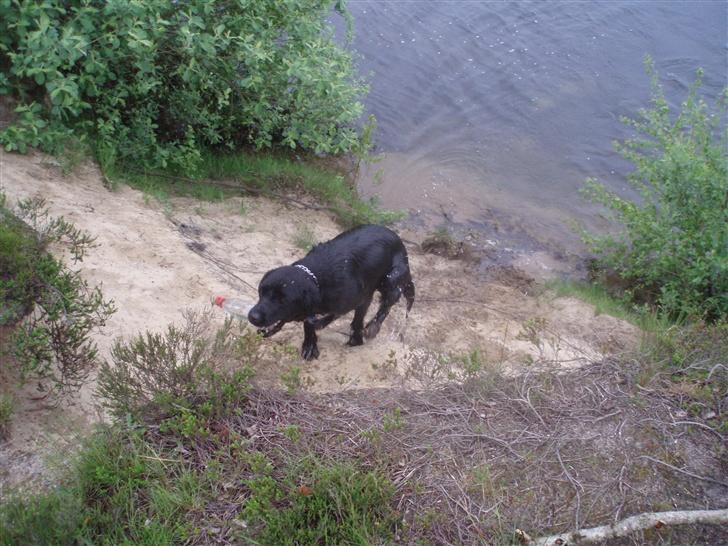 Labrador retriever bella billede 7