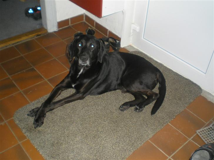 Blanding af racer Ib **R.I.P** - hvor er du fiiin<3 billede 3