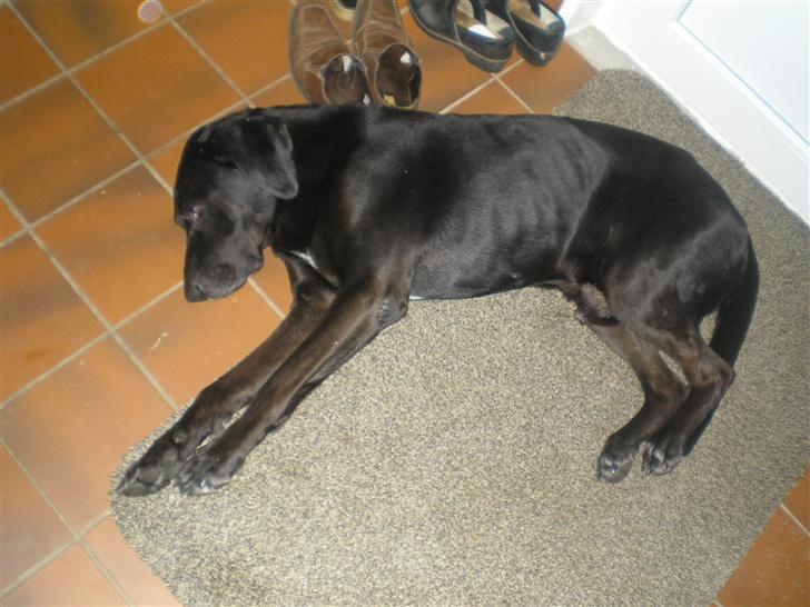 Blanding af racer Ib **R.I.P** - død?? billede 4