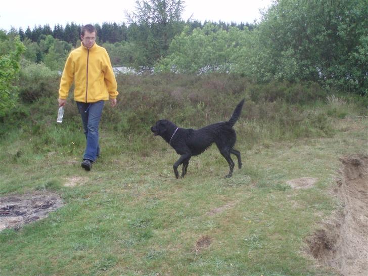 Labrador retriever bella - hey far er du også her billede 8