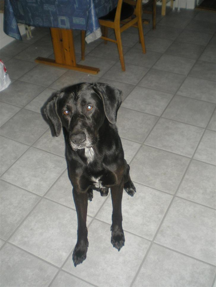 Blanding af racer Ib **R.I.P** - sid pænt :D<3 billede 5