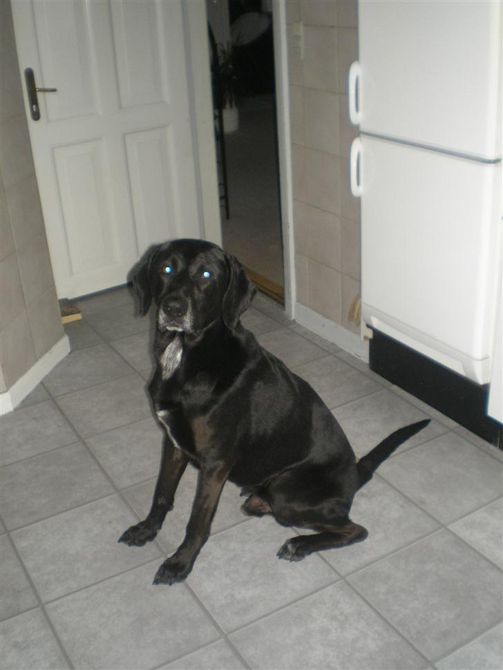 Blanding af racer Ib **R.I.P** - må jeg komme nu `? billede 6