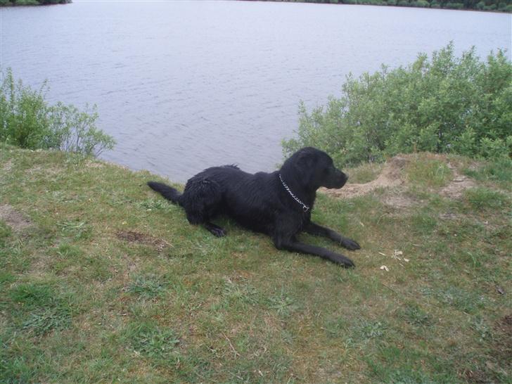 Labrador retriever bella billede 9