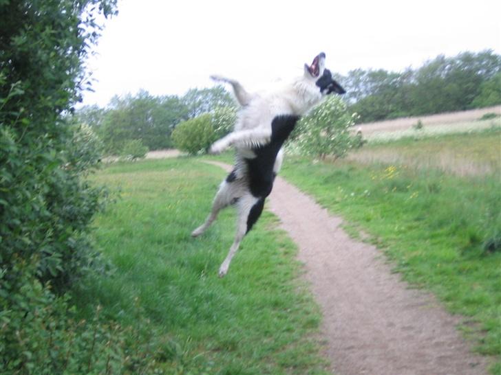 Border collie Chili billede 3