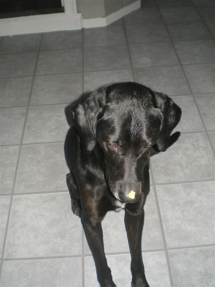 Blanding af racer Ib **R.I.P** - se hvor dygtig jeg er billede 7